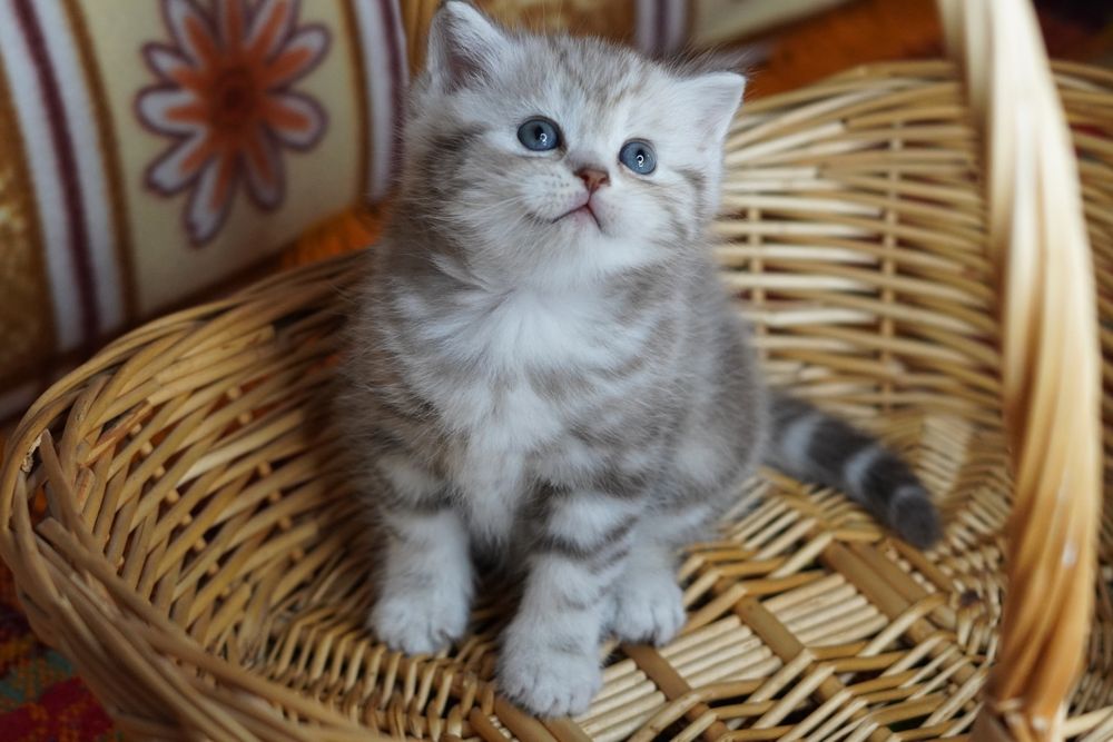 Шотландские котята