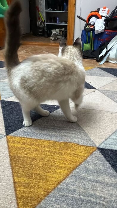 Отдам даром котенка