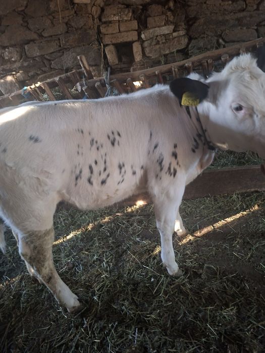 Vând  2    viței