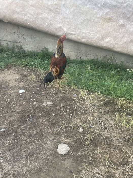 Байсобский кораз
