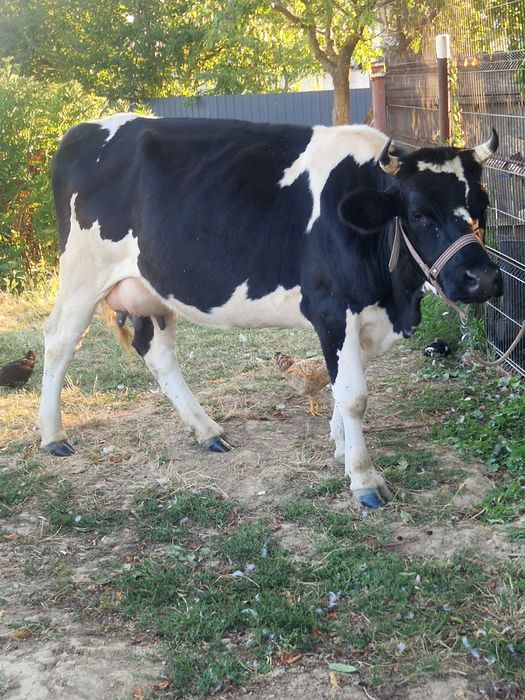 De vînzare vacă cu vitică