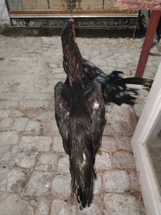 Dakan Xo'roz sotladi