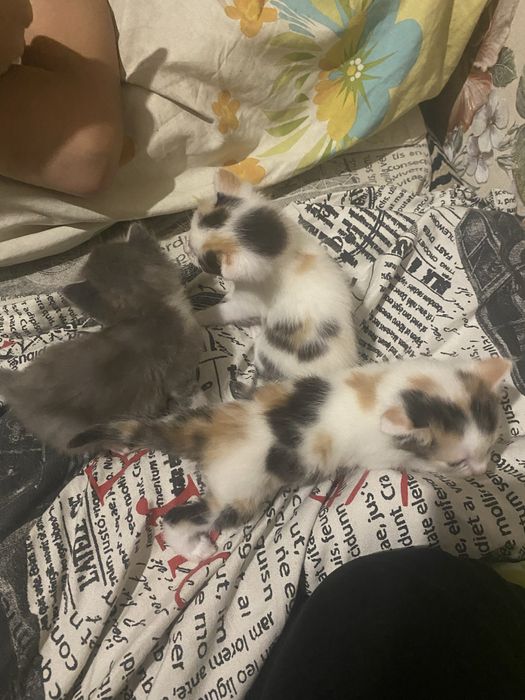 Котята от сиамской кошки 2 мальчика 2 девочьки
