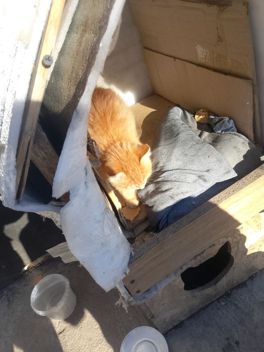 Отдам котëнка даром