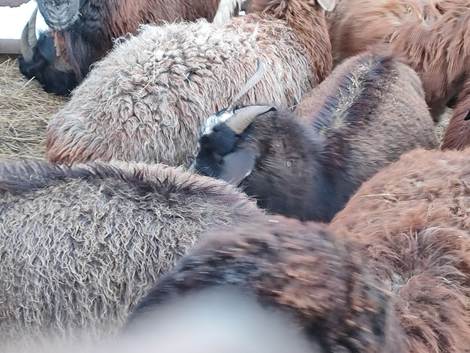 Ешкілер сатылады 4 бас ұрғашы, 1теке