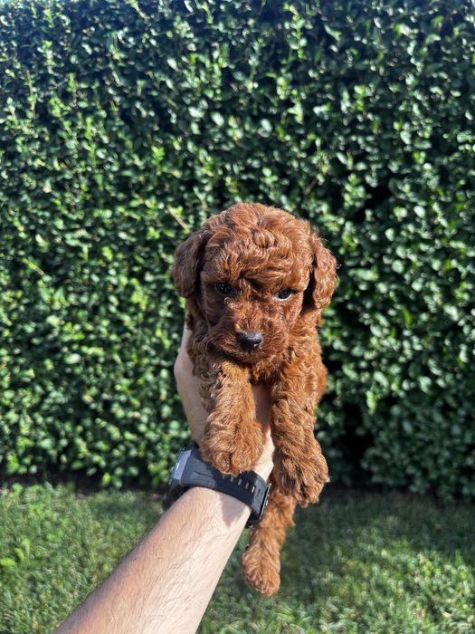 Мини пудел момичета и момче / Mini Poodle Girls and Boys