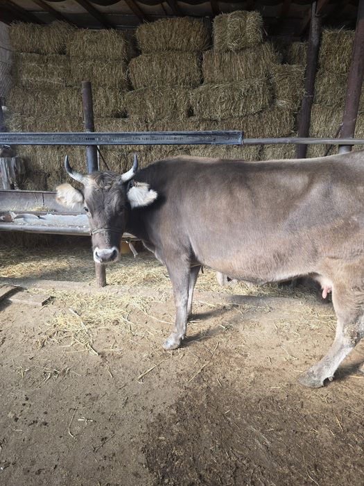 Буаз сиыр сатылады