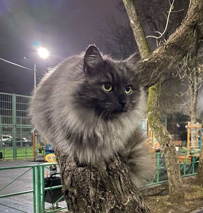 Кошку в добрые руки