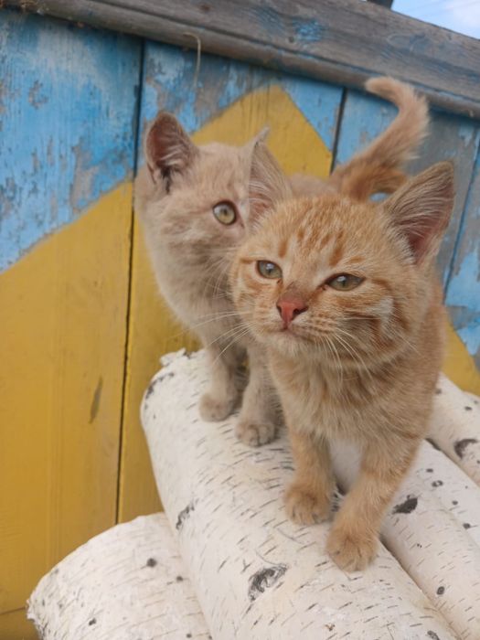 В добрые руки, котят
