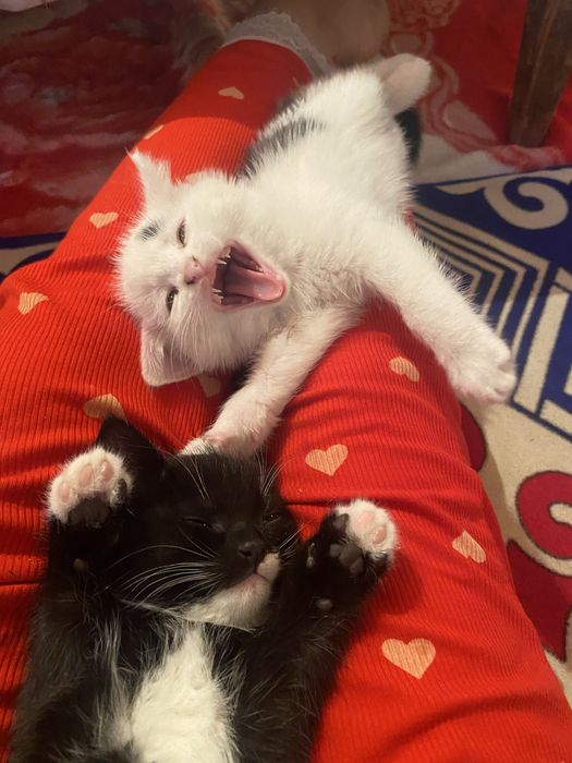 Әйелдер күйеулеріне минет жасап, сперманы жұтады