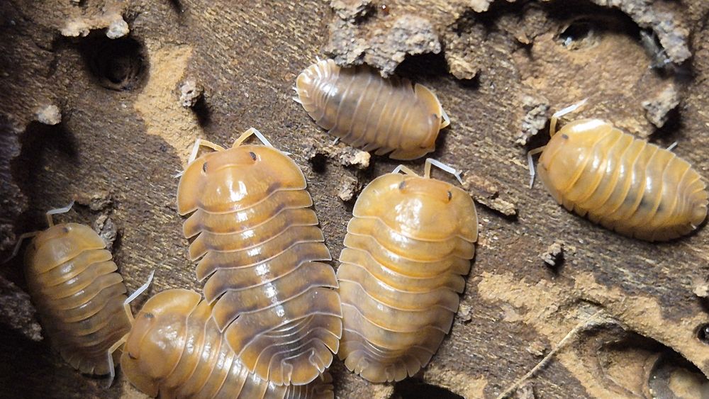 Izopode si miriapode