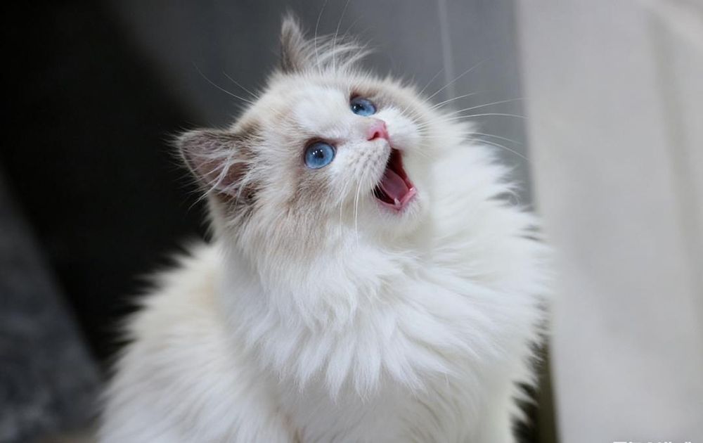 Регдолл, тряпочатя куклка