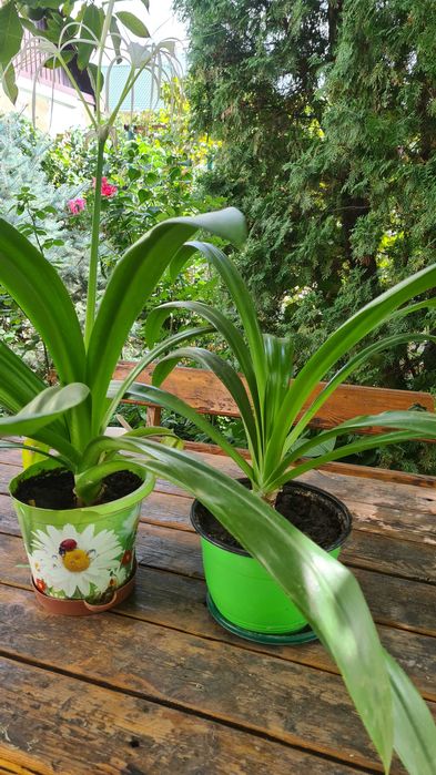 Комнатные цветы.