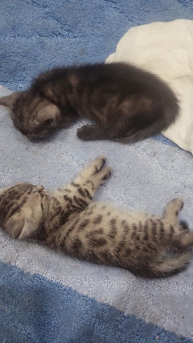 Продам  британцев котята британец