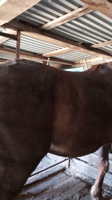 Продам бие с откорма.