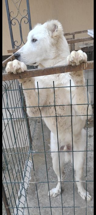 Алабай 8 месяцев