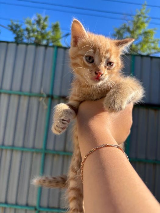 Отдам котят в хорошие руки
