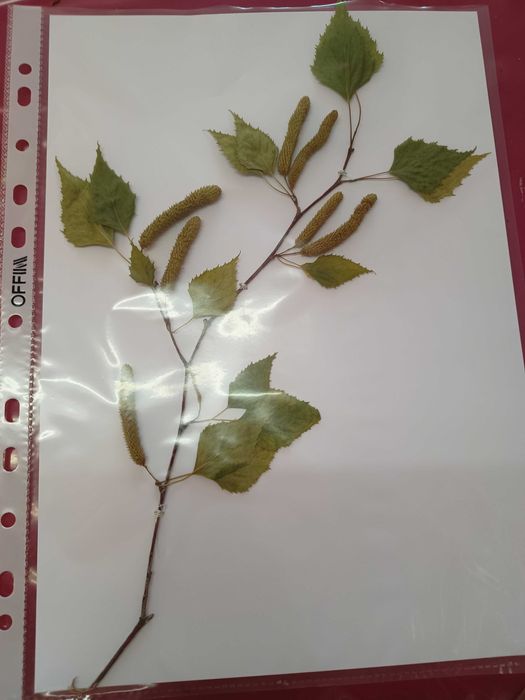 Хербарий ( за ученици и студенти)