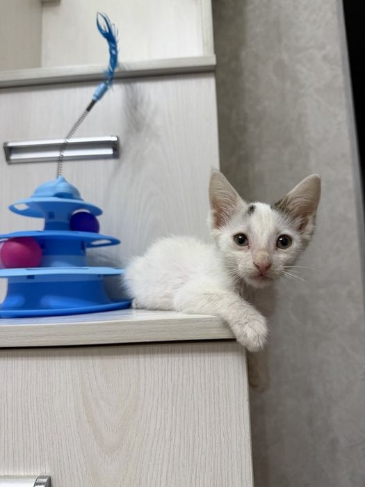 Пристратвается котенок в добрые руки