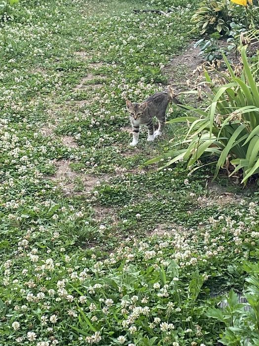 Pisoi adoptie in Maldaresti Valcea