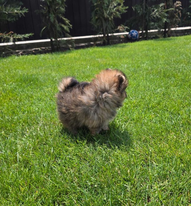 Pomeranian Pui – Părinți Arbitrați în Expoziții
