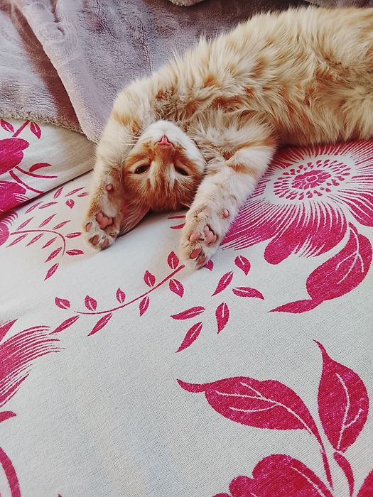 Мысық тегін береміз