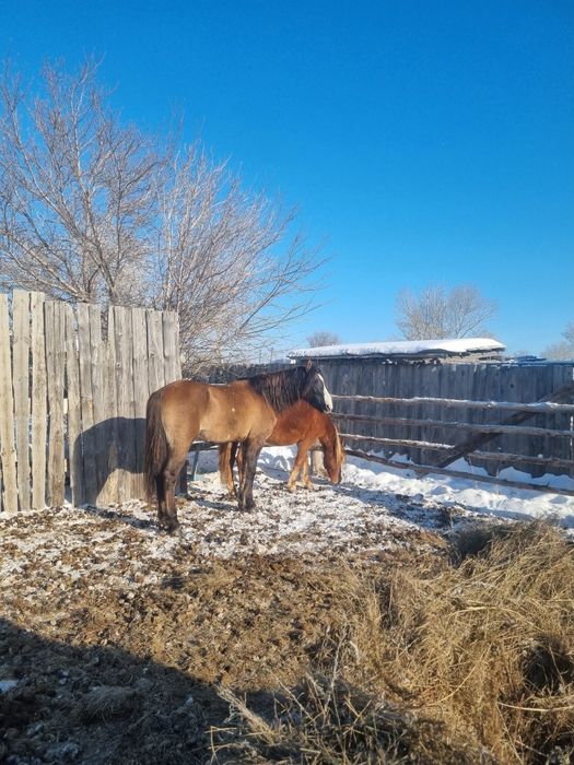 Продам жеребца 8 лет