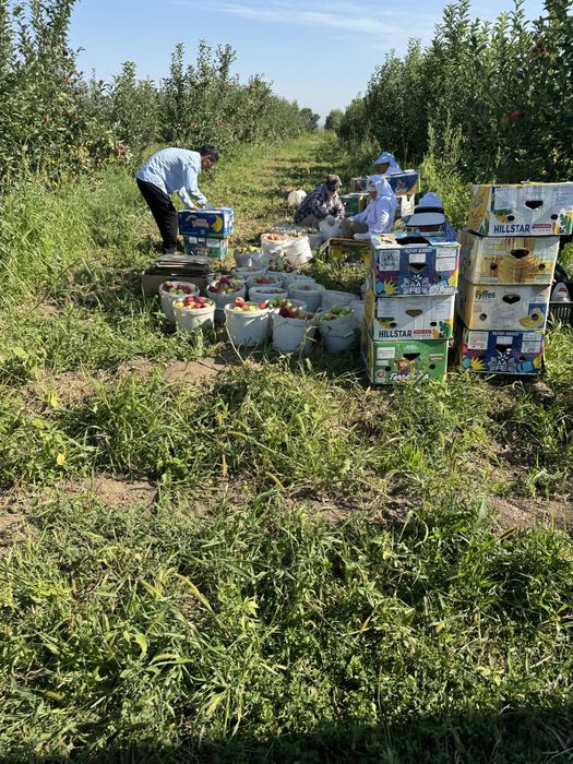 Сад яблоневый плодоносящий
