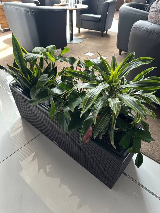 Флорист/цветы/gul/gulchi/теплица/услуги флориста/gul parvarishi