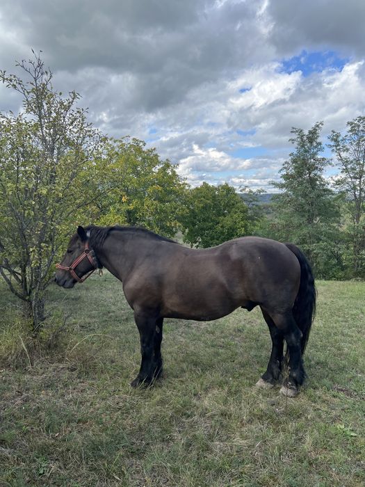 Cal Semigreu Castrat