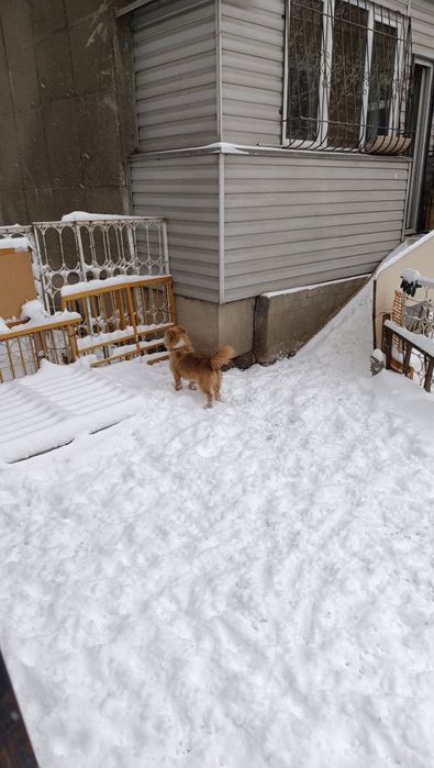 Отдам в хорошие руки