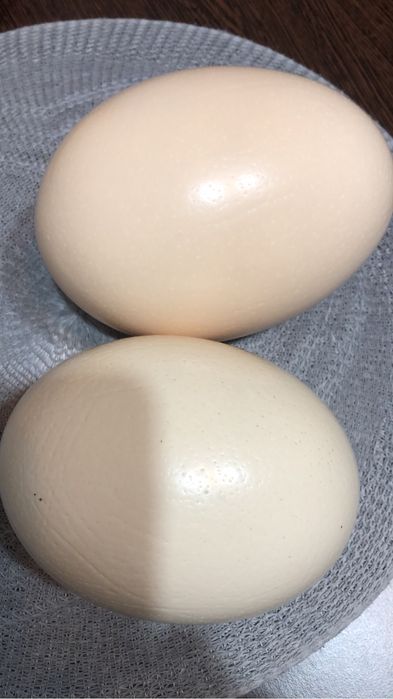 Vand Oua de “Struț”