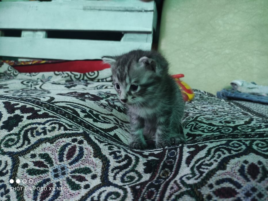 Милый котенок  ищет дом