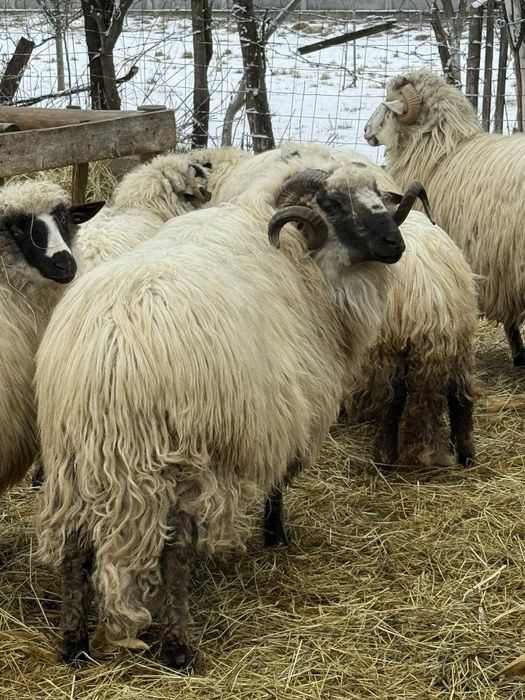 Berbec de 3 ani,face produși foarte buni