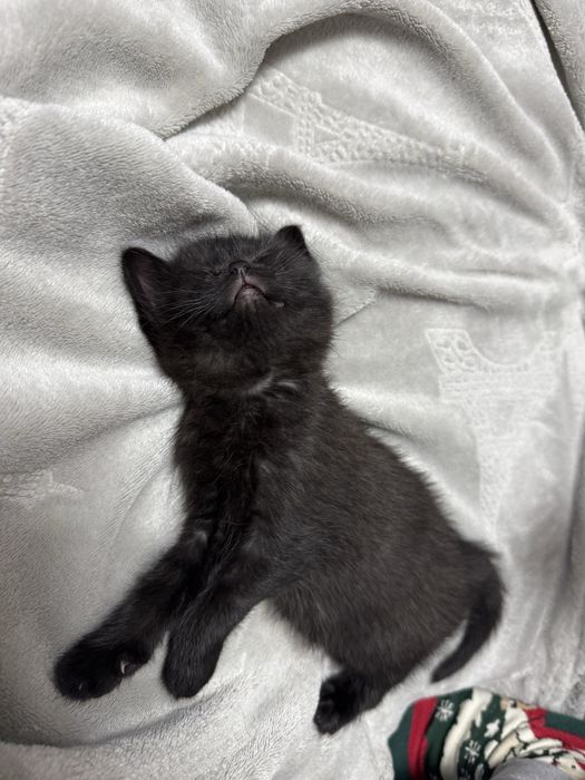 Кошечка черная бесплатно