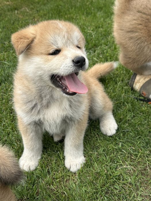 Pui akita inu japonez