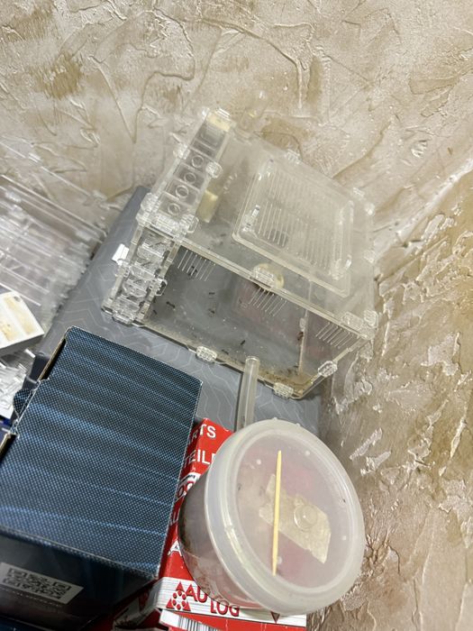 Продам Муравейники с муравьями