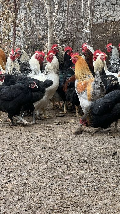Тавук Tavuqlar сотилади хаммаси еш тавуклар сонни 120 та бор
