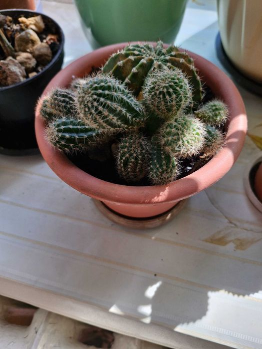 Комнатные растения