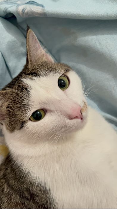 Отдам хорошие руки