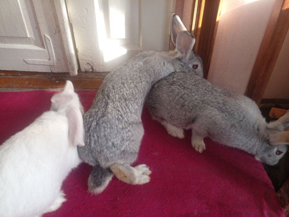 Нар мода куенлар сотилади