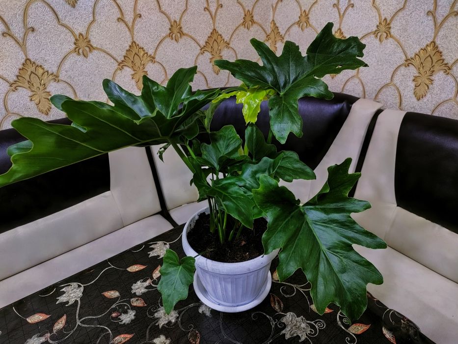Комнатные растения, доставка.