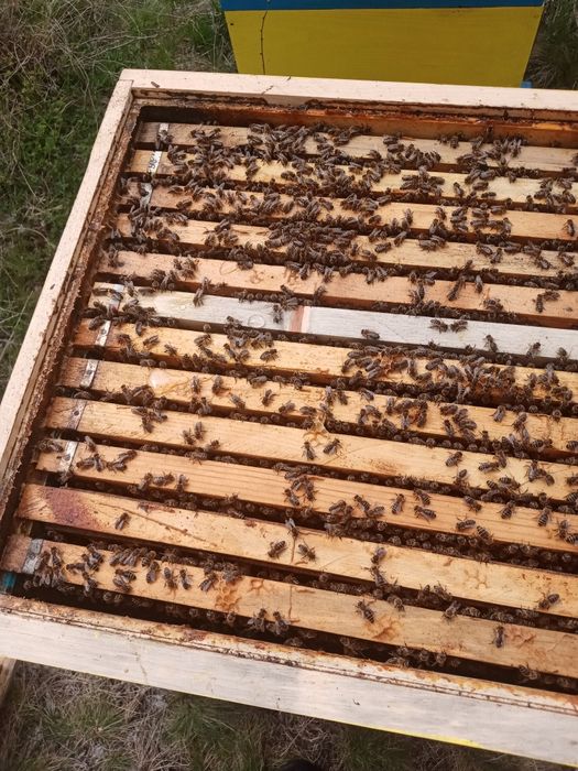 Пчелни отводки (малки пчелни семейства)