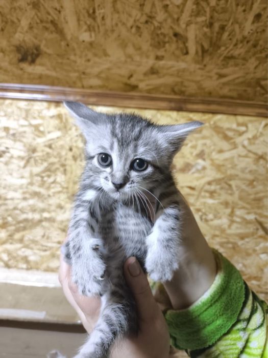 Отдам котят в добрые руки