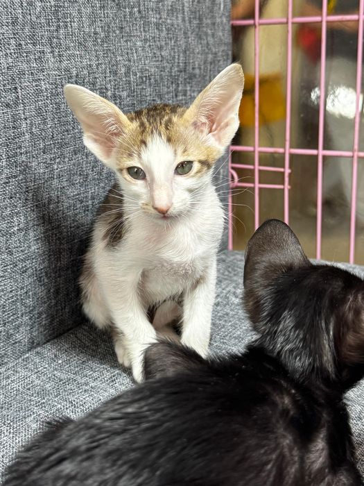 Ориентальные котята