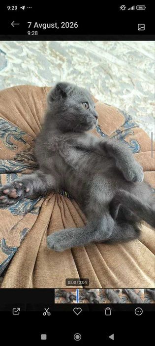 Продается котенок скотиш фолд