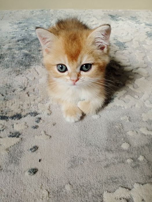 Британский Золотая шиншилла