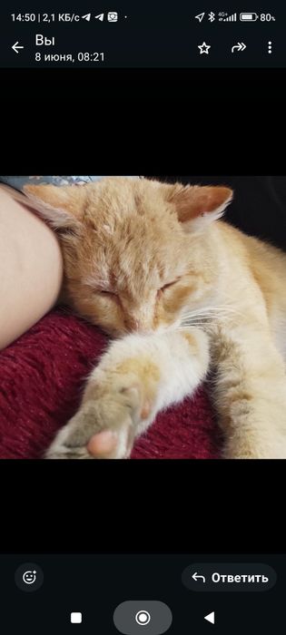 Отдам кота в добрые руки