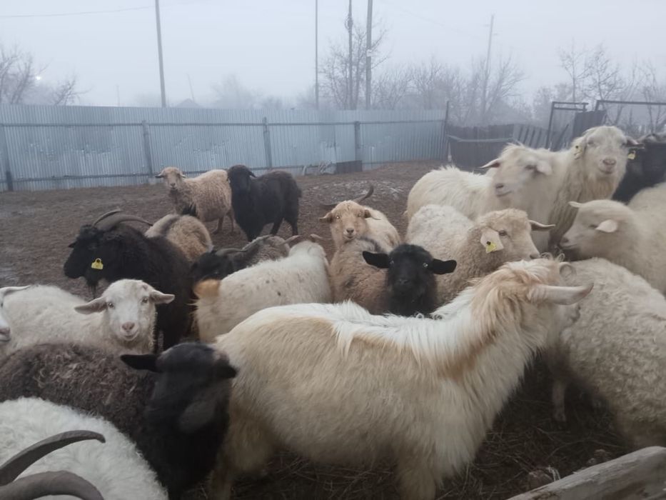 Козы котные ,козлы