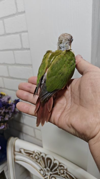 Продаётся птенец Ананасовой Пирруры.